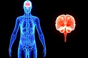 Ilustración del eje intestino-cerebro que muestra la conexión entre el sistema digestivo y el cerebro